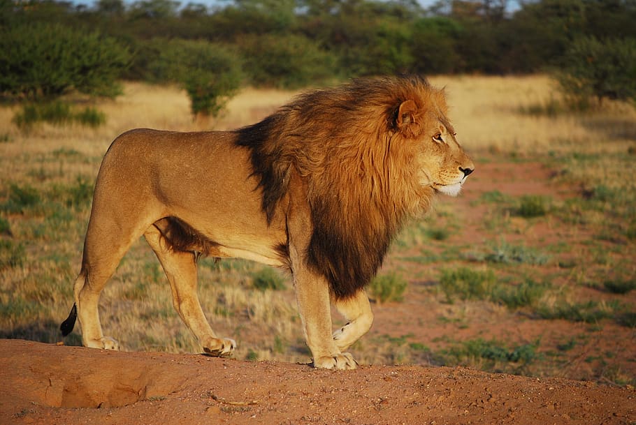 superficial, fotografía de enfoque, león, verde, arbusto, orgullo, depredador, melena, gato, león - felino