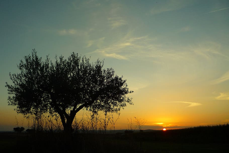 green, leaf tree, sunset, campomayor, alentejo, portugal, olive, field, extensive, sky