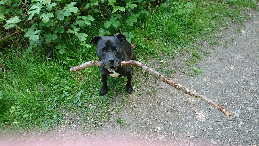Dog, Staffordshire Bull Terrier, staffie, dog walk, stick, one animal, animal themes, outdoors, animal wildlife, day