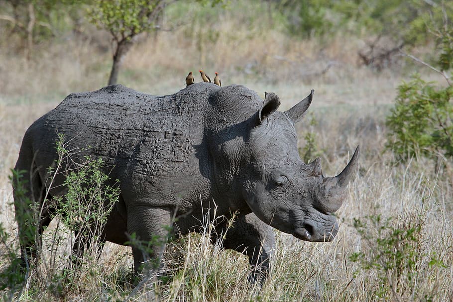 rhinoceros, animal, wildlife, nature, landscape, green, grass, leaves, horn, animal wildlife