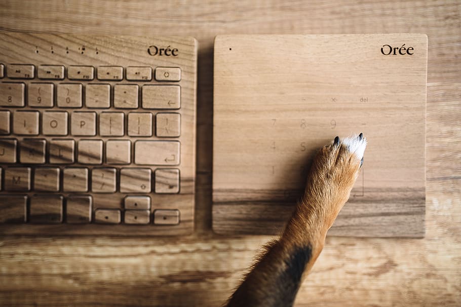 keyboard, technology, dog, pet, animal, wooden keyboard, funny, paw, Dogs, wooden