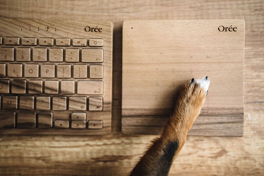 pata de perro, madera, teclado, Perros, pata, tecnología, perro, mascota, animal, teclado de madera