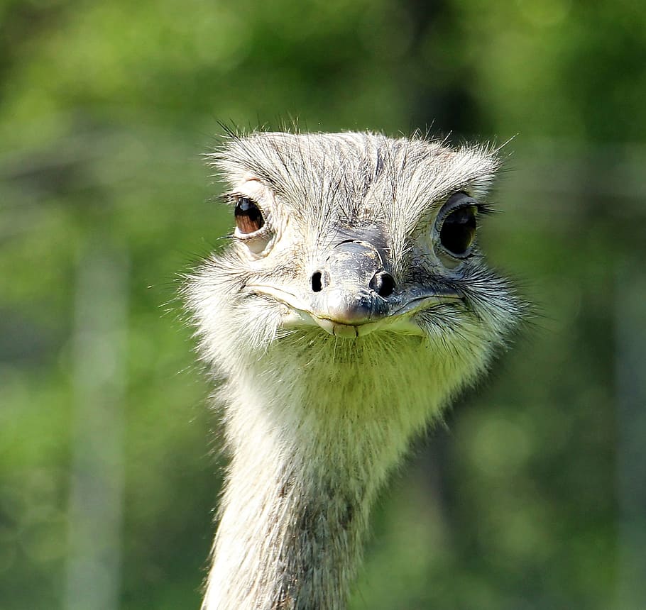 gray ostrich, rhea bird, bouquet, head, bird, big bird, animal, nature, wildlife photography, feather