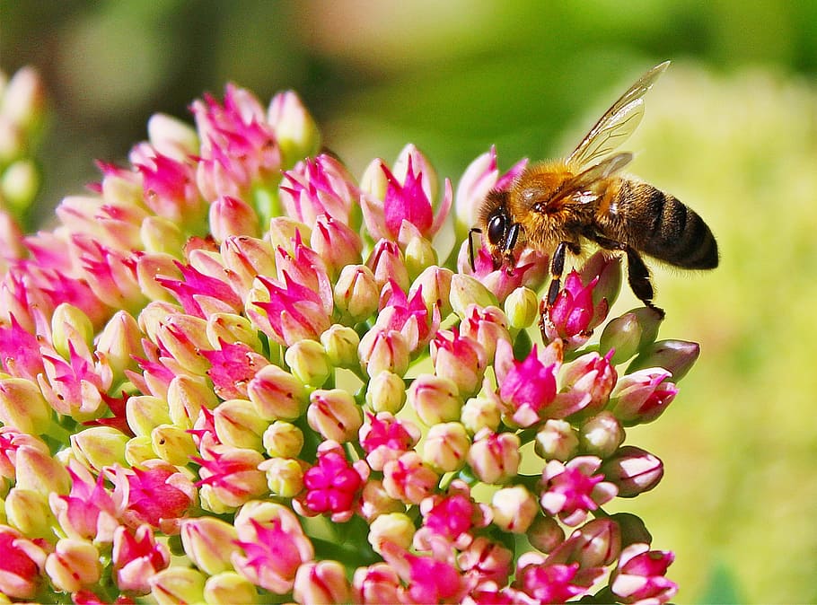 shallow, focus photography, black, yellow, honeybee, pink, cluster flower, bee, blossom, bloom