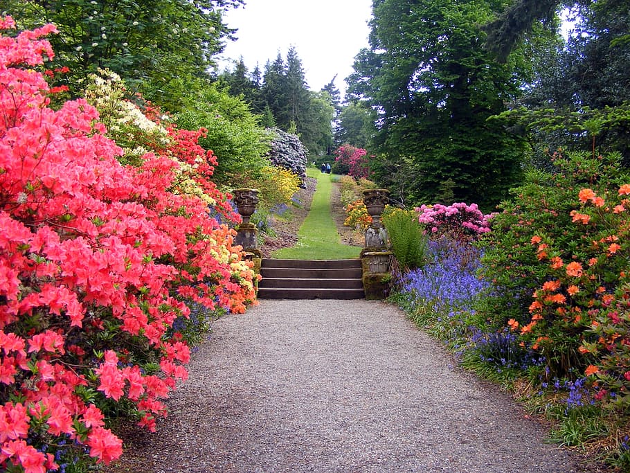 gray, pathway, orange, pink, petaled flowers, flowers, garden, bushes, path, tree