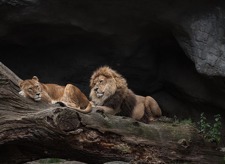 lion, lioness, lying, brown, tree log, predator, female, male, wild animal, zoo