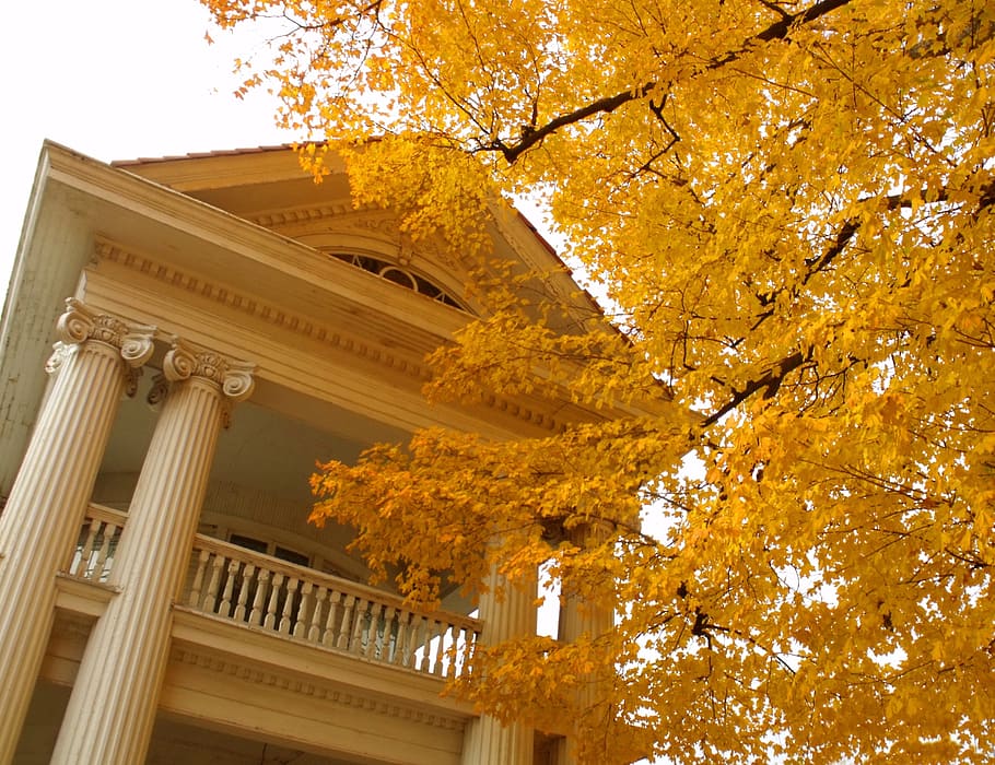 house, white, autumn, yellow, leaves, tree, branches, outside, exterior, gardens
