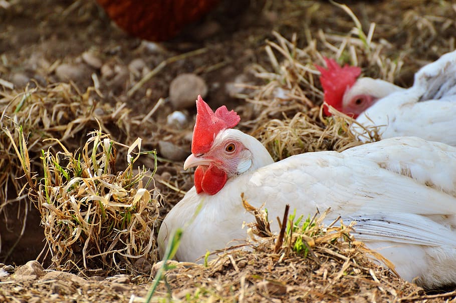 chicken, hen, poultry, pinnate, range, farm, egg, agriculture, livestock, bird