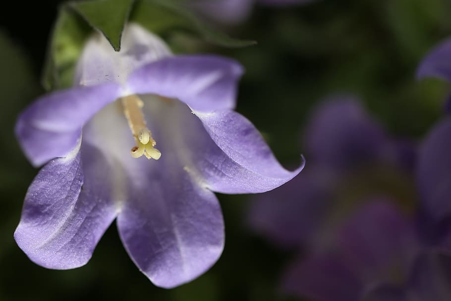Flor morada, macro, flor, púrpura, naturaleza, campana, violeta, pétalo,  primer plano, planta | Pxfuel