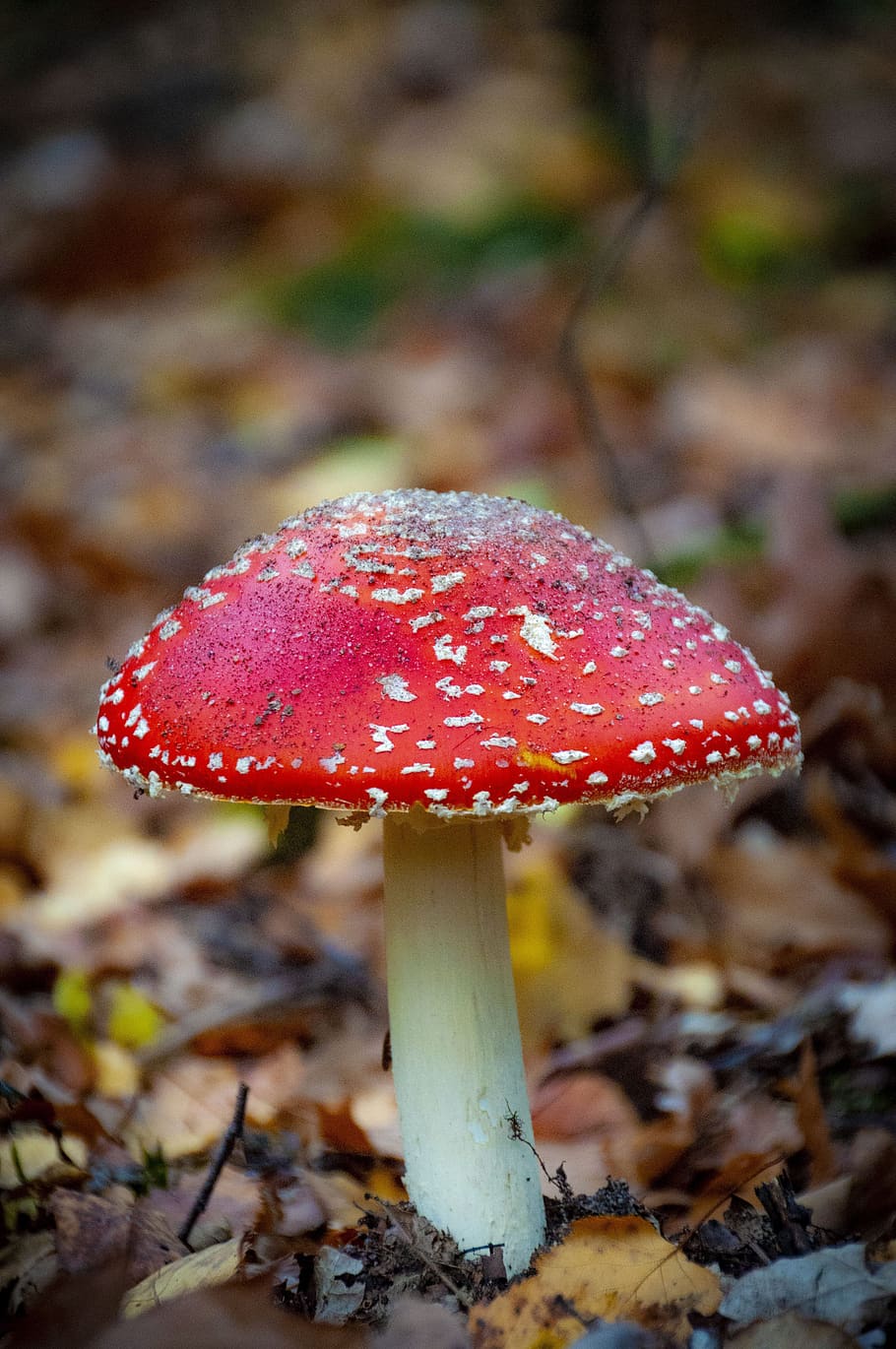 mushroom, red, forest, fly agaric, fungus, food, vegetable, close-up, growth, field