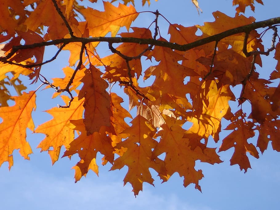red oak, autumn, leaves, orange, red, brown, yellow, fall foliage, oak leaves, spitz oak leaves