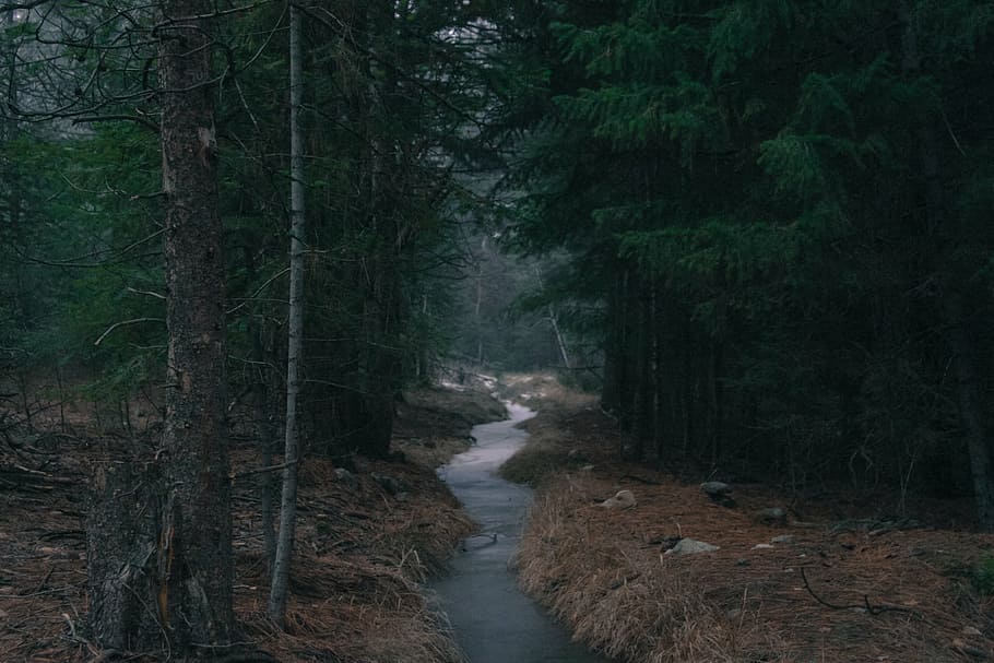river between trees, landscape, photography, river, surrounded, trees, forest, woods, water, stream