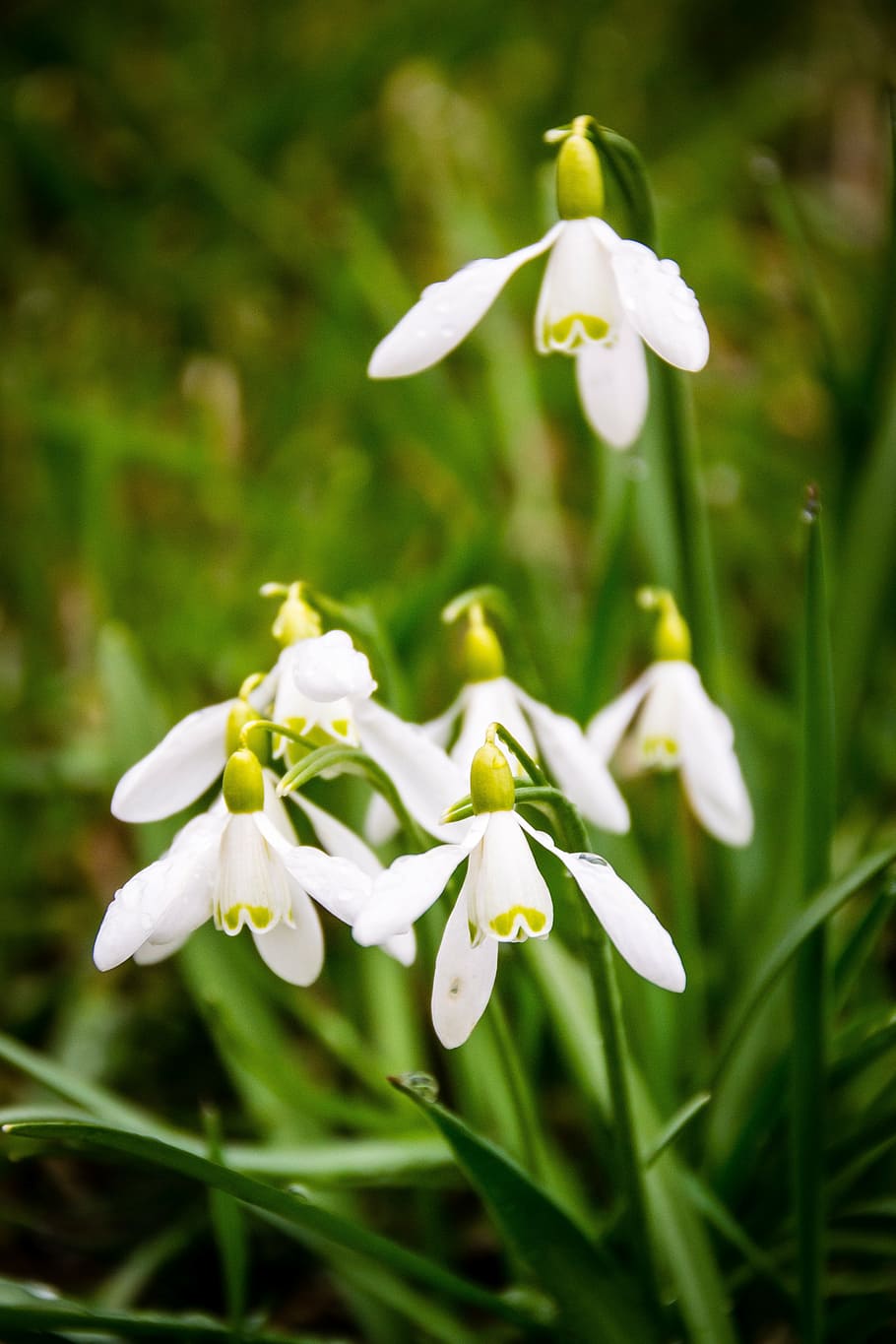 snowdrop, plant, spring, green, macro, white, flowers, snowdrops, plants, nature