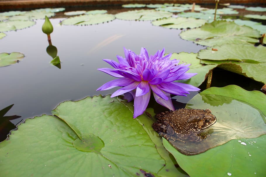 Water Lily, Purple, Blossom, blossomed, bloom, pond, aquatic plant, flower, water, nature