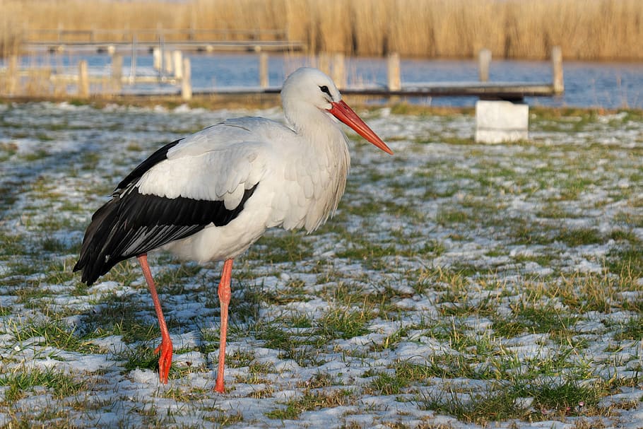Nature, Stork, Bird, Rattle, rattle stork, white stork, winter, snow, cold, rust neusiedlersee