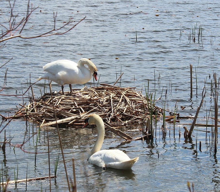 swans, nest, water, spring, lake, habitat, breeding, eggs, wildlife, mute