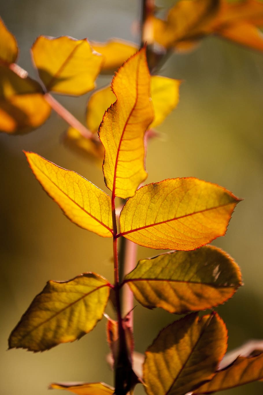 yellow, leaves, flower picture, nature, day, autumn, macro, plant, garden, beautiful