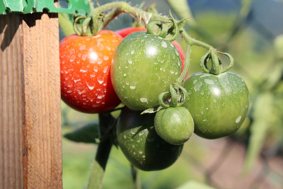 tomatoes, insecticide, chemicals, food, garden, plant, fruit, vegetables, food and drink, healthy eating