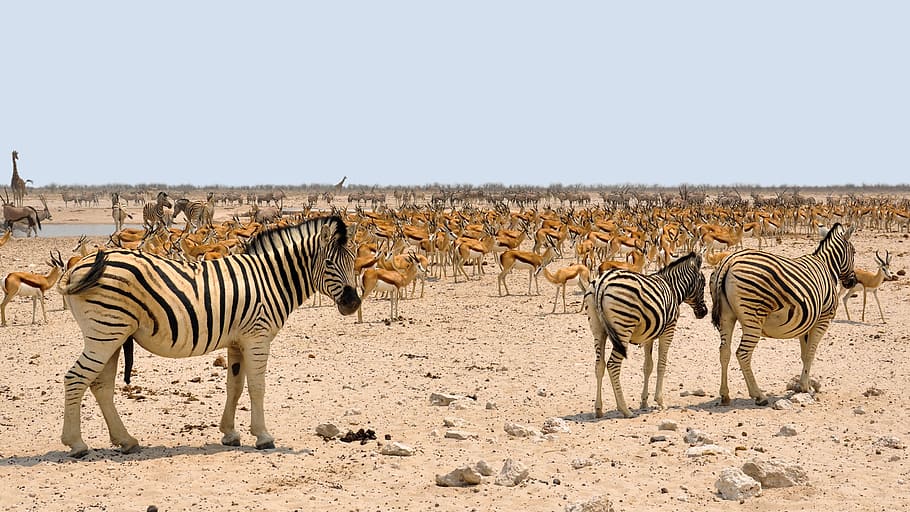 três, zebras, andando, ao lado, rebanho, zebra, áfrica, gazela, namíbia, natureza