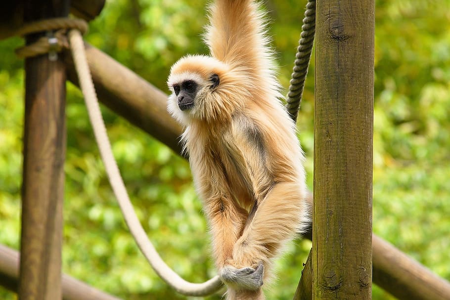brown, monkey, swinging, rope, closeup, photography, closeup photography, enclosure, open, nature
