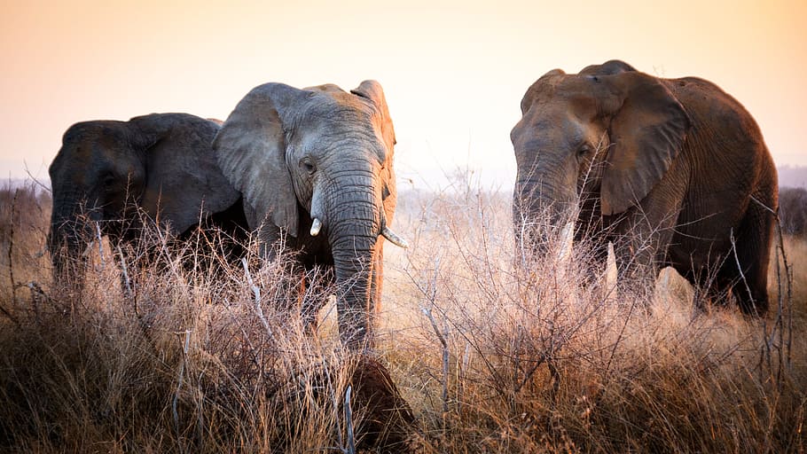 two, elephants, grass field, swaziland, africa, natural, savannah, expensive, sunset, evening