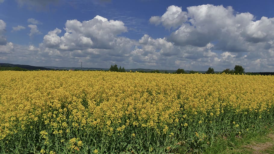 rapeseed, oil, flowers, spring, fragrant, yellow, flowering, pollen, pollination, nectar