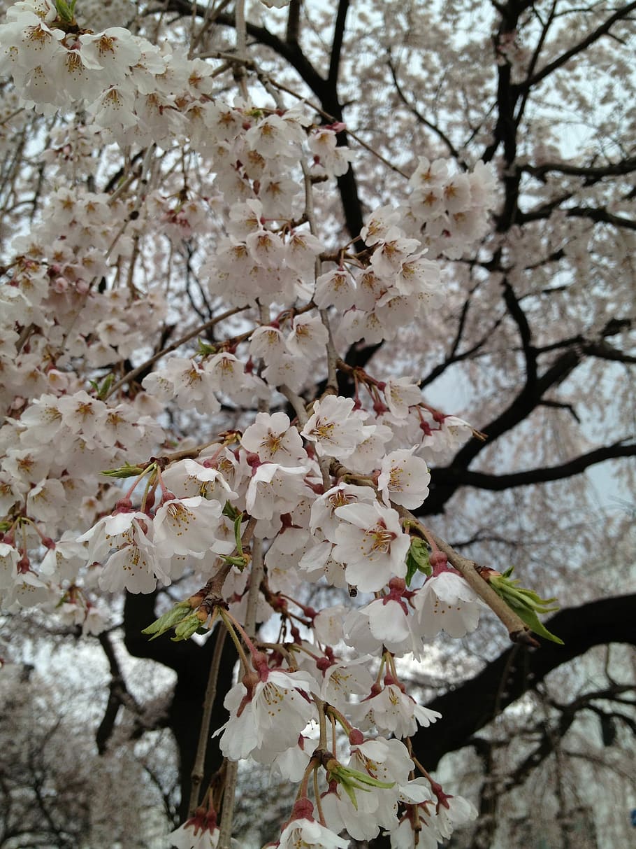 demands, cherry, blossom, Cherry Blossom, the demands of the cherry blossom, peruse the library, spring, flower, tree, springtime