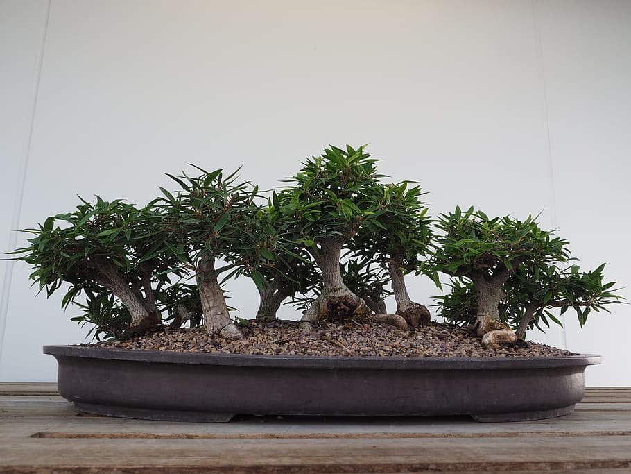 Bonsai, Tree, Japanese, Miniature, bonsai, tree, green, garden, japan, nature, bonsai Tree