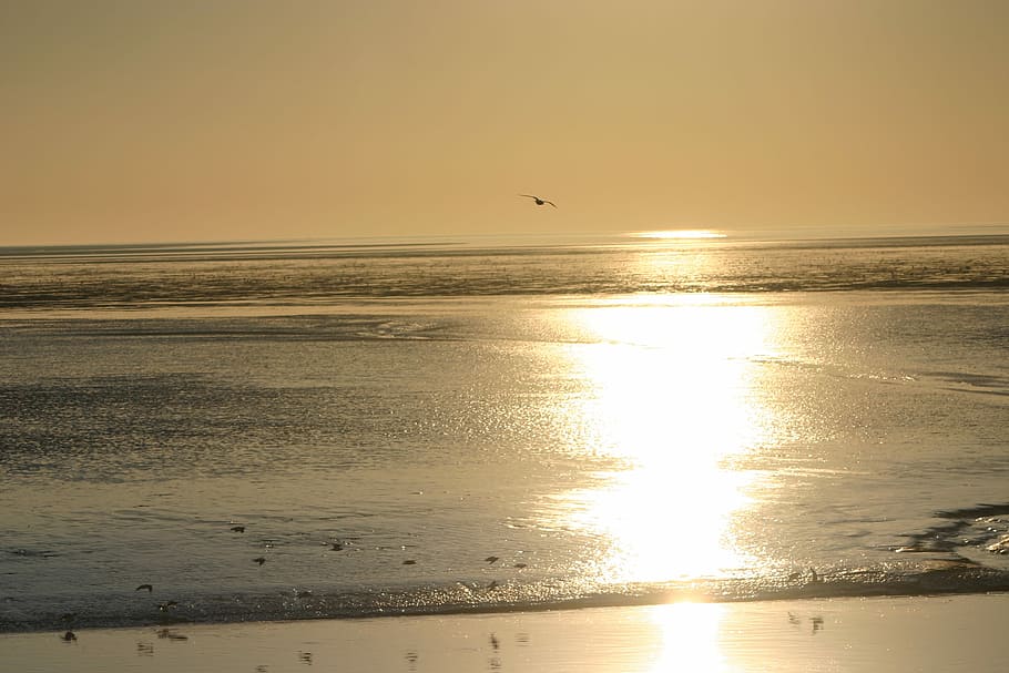 Ameland, Beach, Island, Sea, sunset, reflection, sun, water, flying, sky