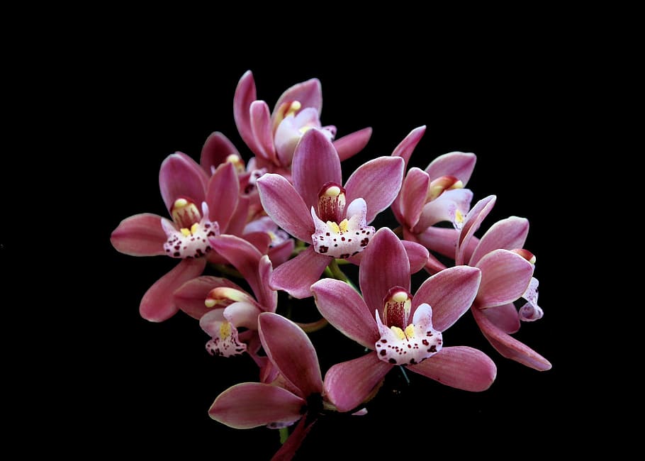 花, orquidea, cimbindium, 自然, 黒背景, 植物, クローズアップ, 花びら, ピンク色, 自然の美しさ