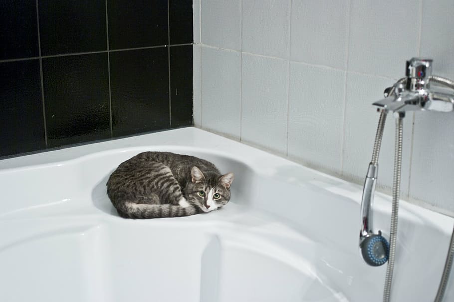 short-fur, gray, cat, lying, white, hot, tub, bathroom, shower head, domestic Bathroom