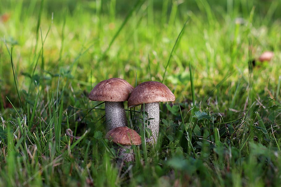 birch mushroom, mushroom, noble rot, edible, fungus, vegetable, food, growth, plant, grass