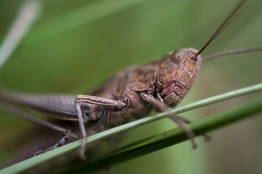 grasshopper, macro, insect, grass, nature, animal, wildlife, close-up, locust, animal Antenna