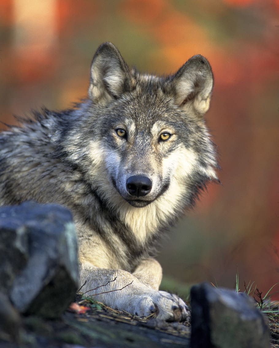 gris, fauna del lobo, banff, nacional, parque, lobo gris, fauna, parque nacional de Banff, Alberta, Canadá