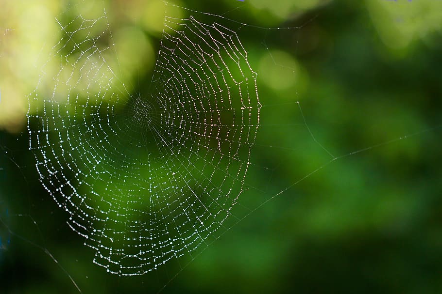 web, spider, insect, trap, cobweb, spiderweb, macro, morning, water, spider web