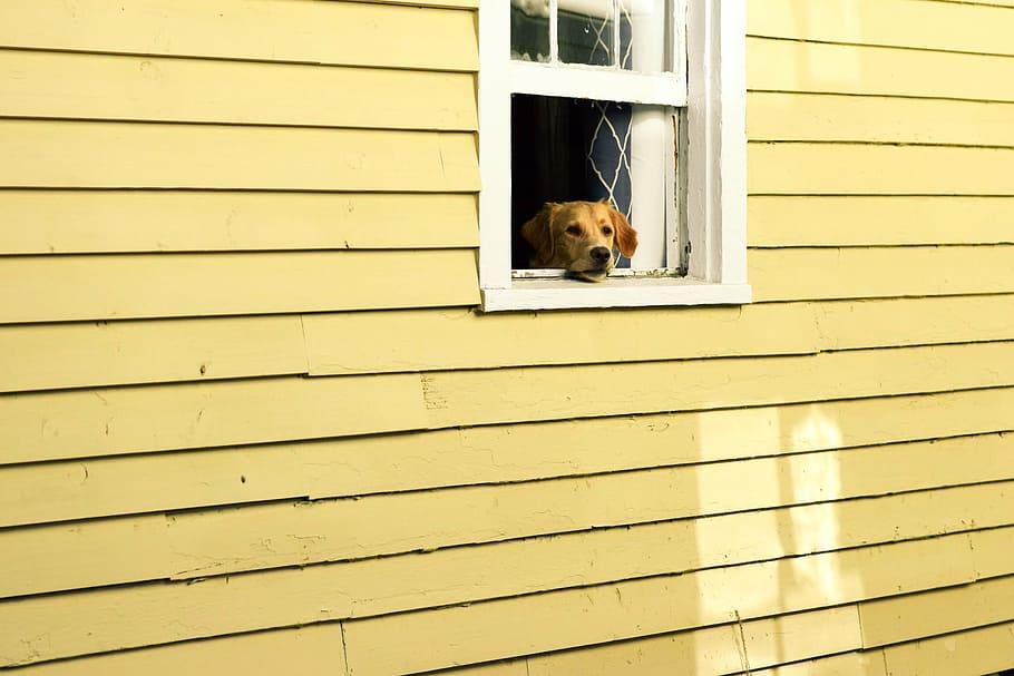 tan, dog, window, house, pet, animal, puppy, wall, pets, one animal