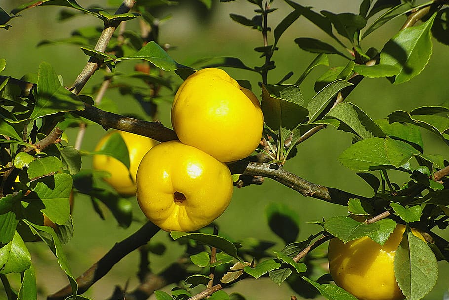quince, poland lemon, sidonia, buah hias, cytrynowożółte, semak, taman, buah, kuning, alam