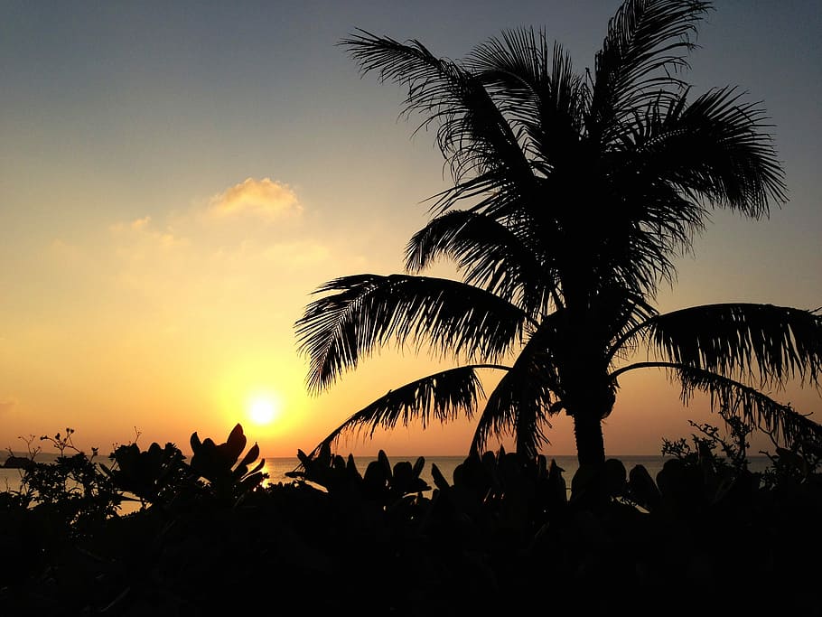 Sunset, Plant, Beach, Sea, Okinawa, palm trees, japan, orange color, southern countries, palm tree