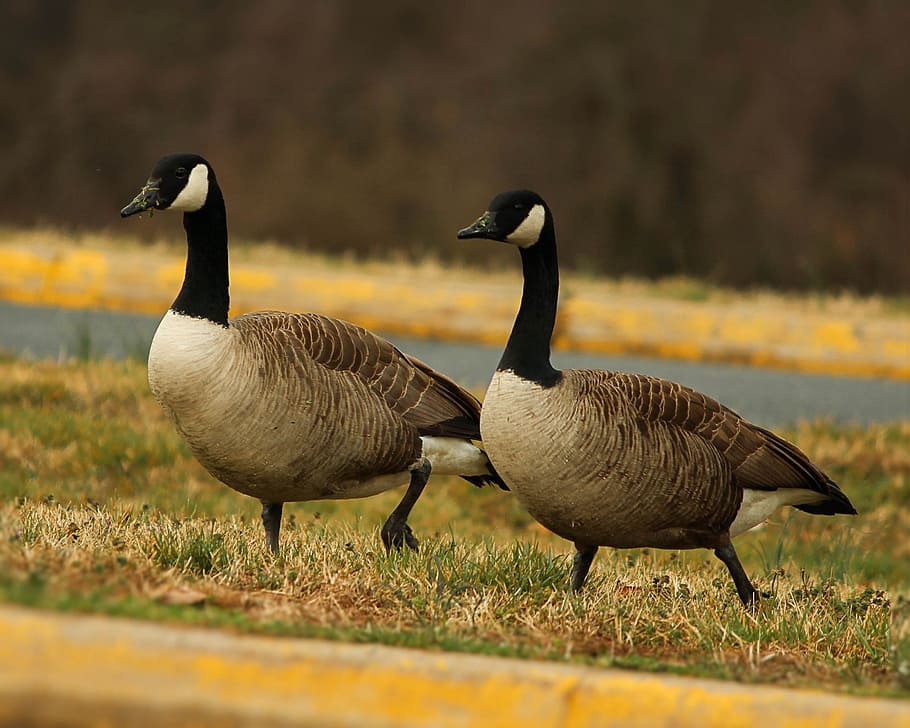 Canada Geese, Goose, Branta Canadensis, waterfowl, pair, wildlife, avian, fowl, mates, geese