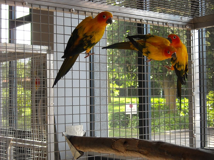 parakeets, small parrots, birds, colorful, cage, yellow, orange, animal, animal themes, bird