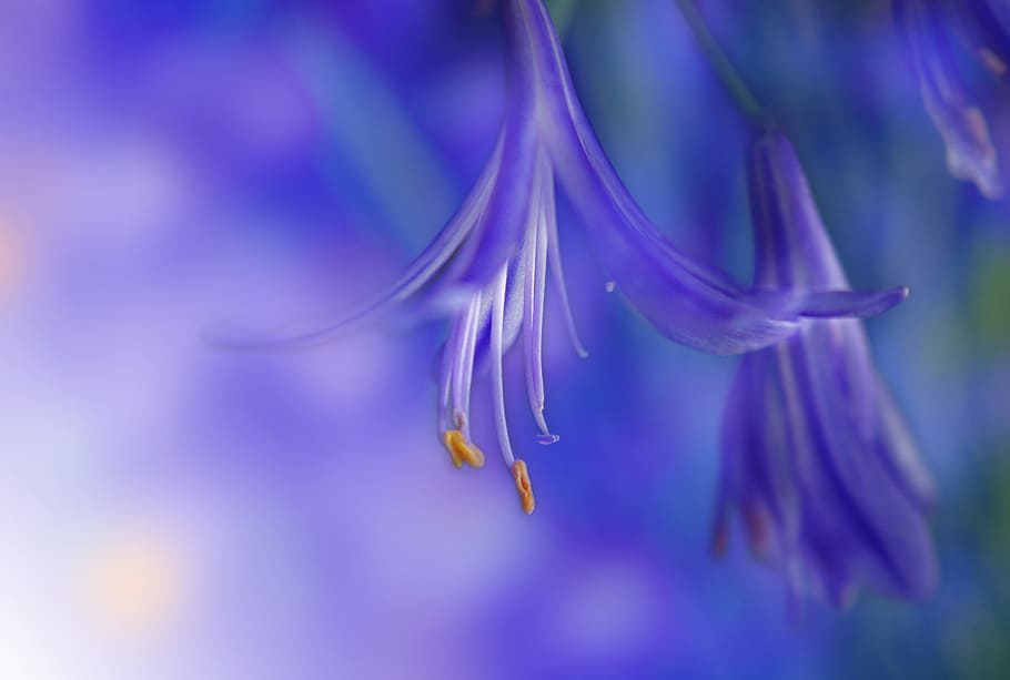 selectivo, fotografía de enfoque, púrpura, flor, pétalo, flores, planta, florecer, azul, naturaleza