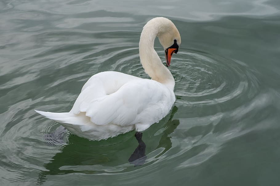 swan, bird, water, nature, animal, white, elegant, lake, swim, feather