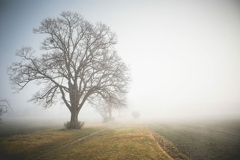 caminho nebuloso de manhã, Manhã, Nevoeiro, Caminho, campo, neblina, grama, natureza, árvore, paisagem