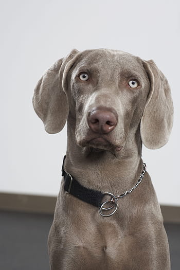 Mouse hot sale grey weimaraner