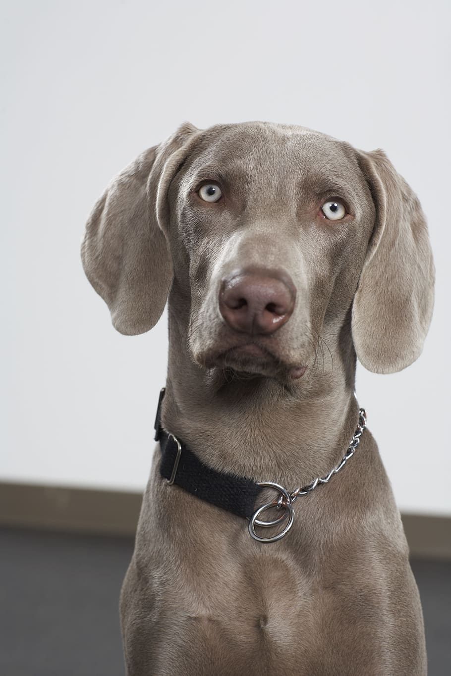 adult mouse-gray weimaraner, dog, pet, canine, breed, purebred, weimaraner, cute dog, pets, domestic