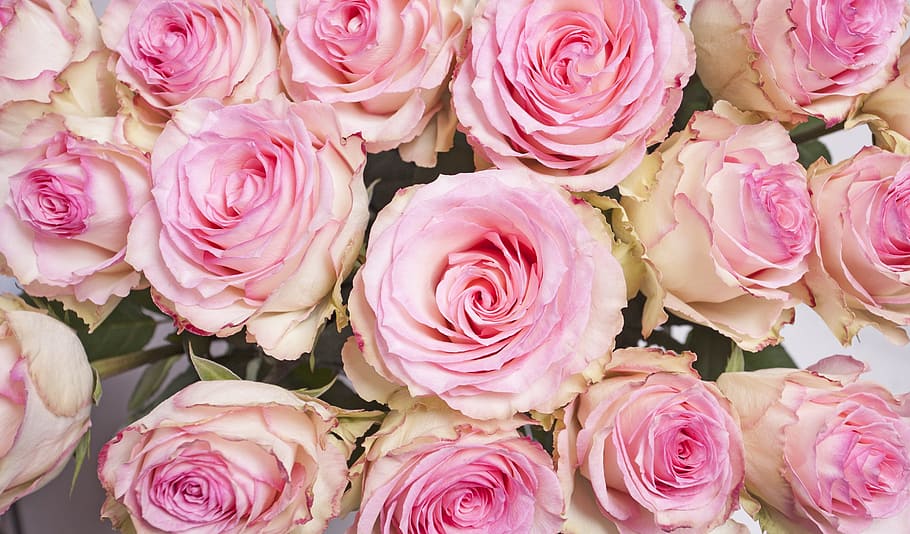 arreglos florales de color rosa y durazno, racimo, rosa, rosas blancas, rosas rosadas, rosa rosa, flores, flores delicadas, color rosa, rosa - flor