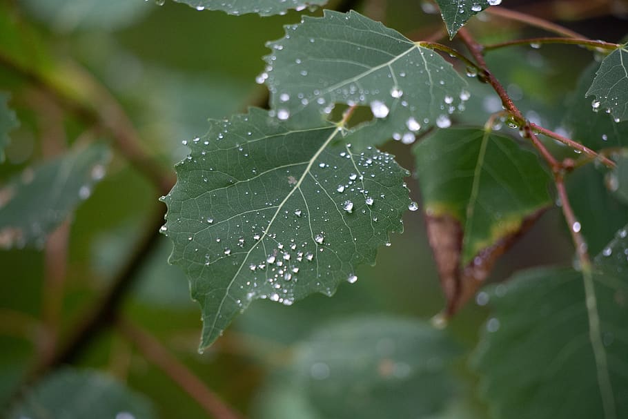 leaves, rain, droplets, wet, nature, outdoors, plants, trees, vegetation, fresh