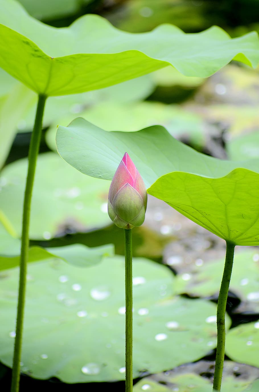 lotus flowers, pink, green, the morning, dew drops, water, flower, large leaf, ponds, life under water