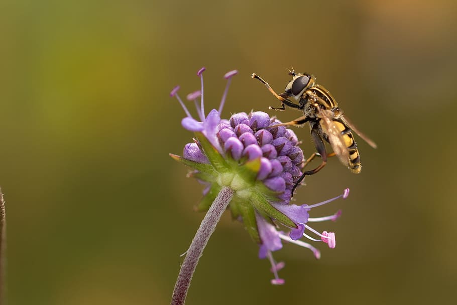 yellow, hoverfly, perched, purple, flower, closeup, moorabbis, swamp, marsh plant, blossom