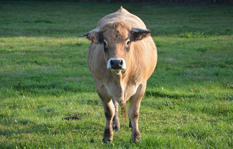 Крупное жвачное. Жвачные животные домашние. Prairie Cow.